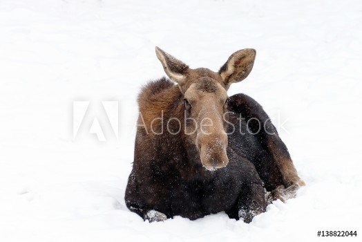 Picture of Moose laying in white snow Winter wildlife 